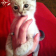 Illustration for article titled Hedwig the GroupThink kitten update!
